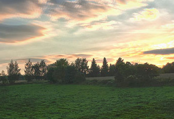 Eine Weide bei Kleinnaundorf