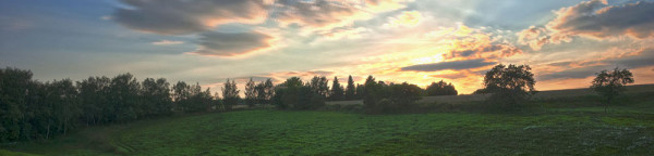 Eine Weide bei Kleinnaundorf