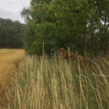 Zwischen den Feldern ist der Weg nicht mehr zu erkennen.