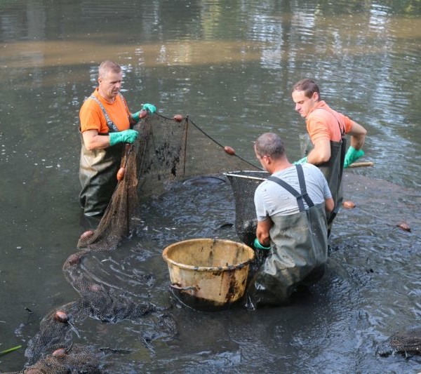 Es jappelt im Netz. In dem schlammigen Teich ist die Bewegung anstrengend