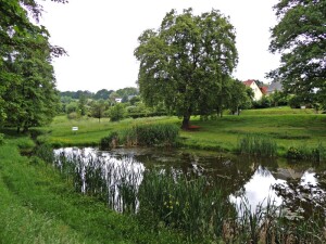 Das Biotop am Dorfteich