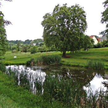Das Biotop am Dorfteich